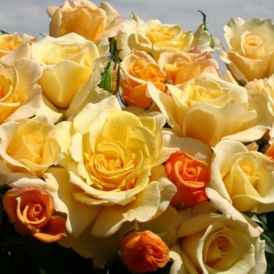 Image showing 3 gal. Ast Star Rose Shrub