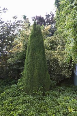 3 gal. Spruce Dwarf Alberta Shrub