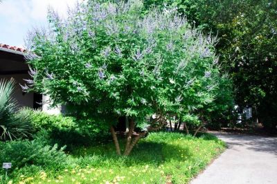 First Editions 2 gal. Vitex Galactic Pink Shrub