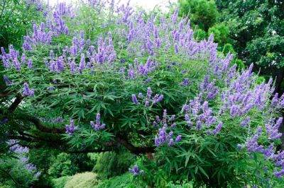 First Editions 2 gal. Vitex Queen Bee Shrub