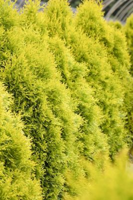 Image showing  3 gal. Arborvitae Shrub
