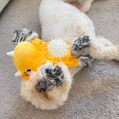 Image showing  Triceratops 2-in-1 Fetch Tug Dog Toy