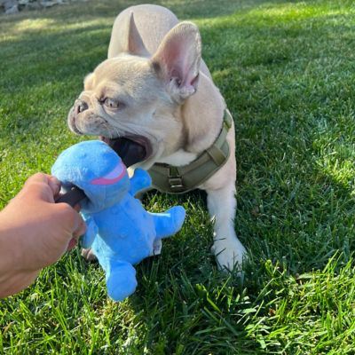 Image showing  Blue Dino 2-in-1 Chew Bone Dog Toy