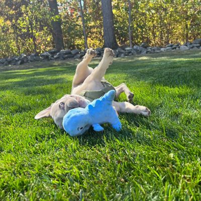 Image showing  Blue Dino 2-in-1 Chew Bone Dog Toy