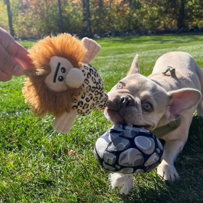 Image showing  Caveman Treat-and-Tug Dog Toy