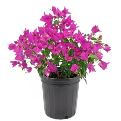 1 gal. Bougainvillea