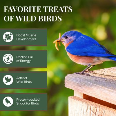 Image showing  Dried Mealworms Chicken Treats