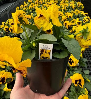 Pope's Plant Farm 5 in. Pansy Assorted Annual Plant