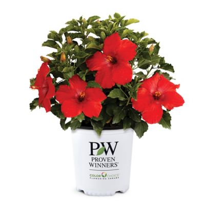 Proven Winners 2 gal. Potted Red/Yellow Hibiscus First to Arrive Shrub Bush