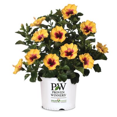 Proven Winners 2 gal. Hibiscus Rico Suave Shrub