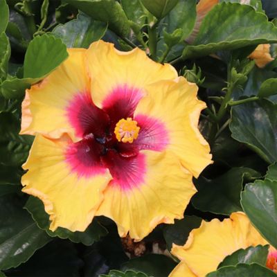 Image showing  2 gal. Hibiscus Rico Suave Shrub