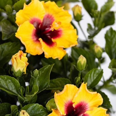 Image showing  2 gal. Hibiscus Rico Suave Shrub