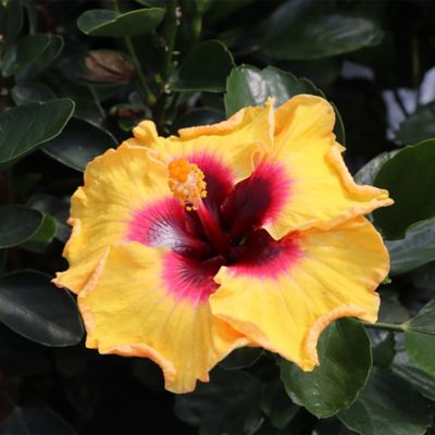 Image showing  2 gal. Hibiscus Rico Suave Shrub