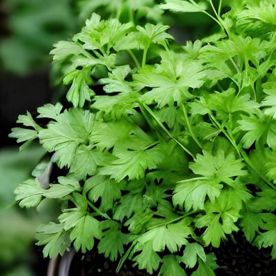 National Plant Network 2.5 in. Cilantro, 3-Pack