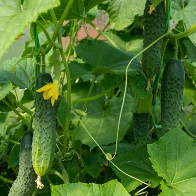 Image showing  2.5 in. Cucumber Saladmore, 3-Pack