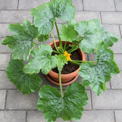Image showing  2.5 in. Zuchinni Black Beauty, 3-Pack