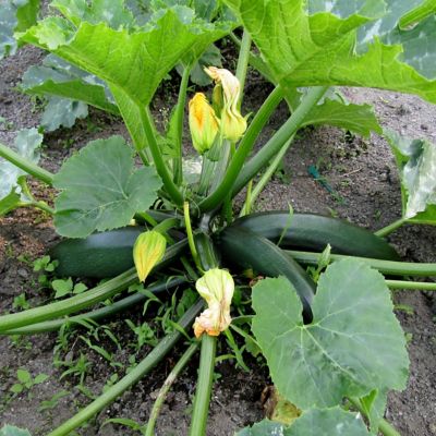 Image showing  2.5 in. Zuchinni Black Beauty, 3-Pack