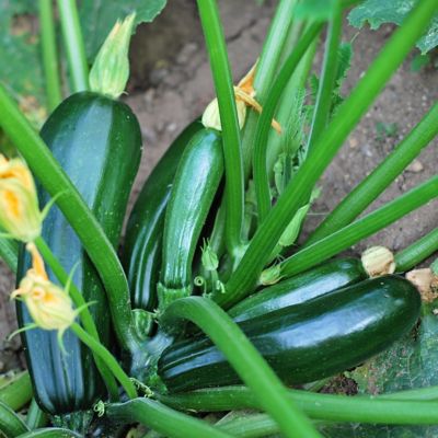 Image showing  2.5 in. Zuchinni Black Beauty, 3-Pack
