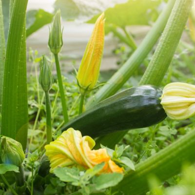 Image showing  2.5 in. Zuchinni Black Beauty, 3-Pack