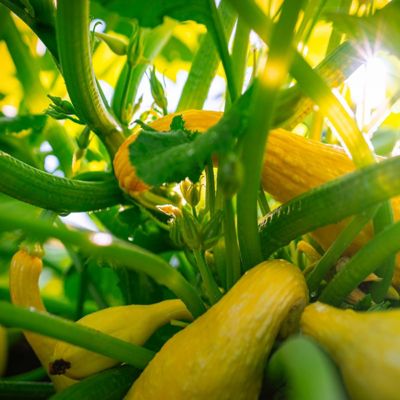 Image showing  2.5 in. Yellow Squash Pic-N-Pic, 3-Pack