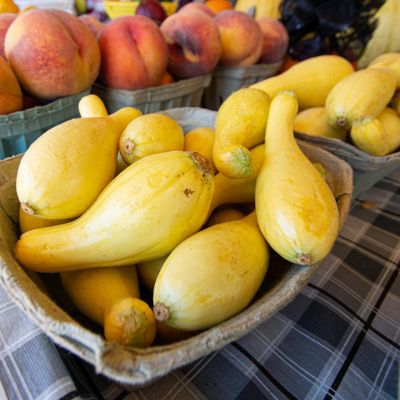 Image showing  2.5 in. Yellow Squash Pic-N-Pic, 3-Pack
