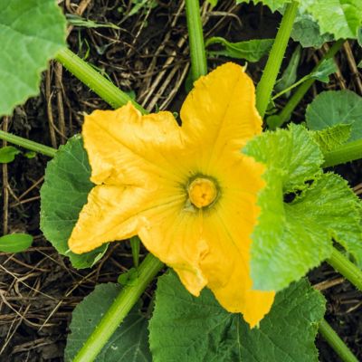 Image showing  2.5 in. Yellow Squash Pic-N-Pic, 3-Pack