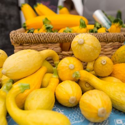 Image showing  2.5 in. Yellow Squash Pic-N-Pic, 3-Pack