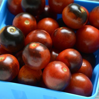 Image showing  2.5 in. Tomato Midnight Snack, 3-Pack