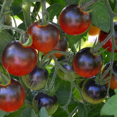 Image showing  2.5 in. Tomato Midnight Snack, 3-Pack