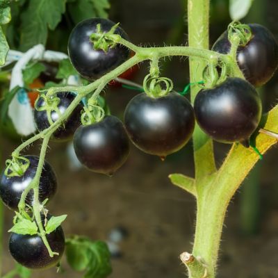 Image showing  2.5 in. Tomato Midnight Snack, 3-Pack