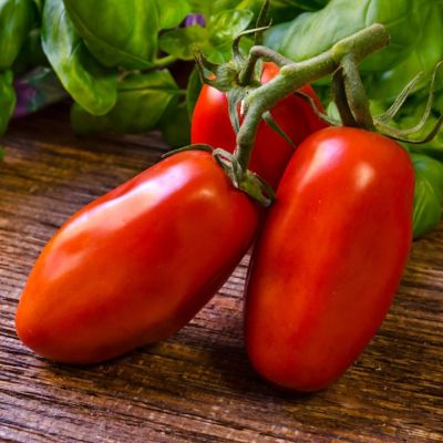 Image showing  2.5 in. Tomato San Marzano, 3-Pack
