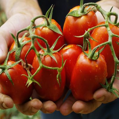 Image showing  2.5 in. Tomato San Marzano, 3-Pack