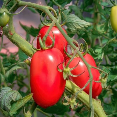 Image showing  2.5 in. Tomato San Marzano, 3-Pack