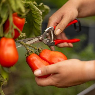 Image showing  2.5 in. Tomato San Marzano, 3-Pack
