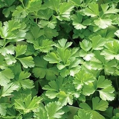 National Plant Network 2.5 in. Parsley Italian, 3-Pack