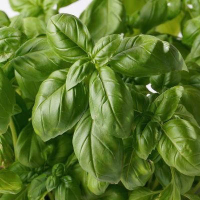 National Plant Network 2.5 in. Basil Genovese, 3-Pack