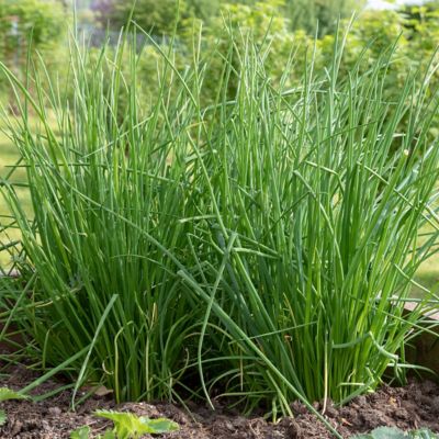 National Plant Network 2.5 in. Chives, 3-Pack