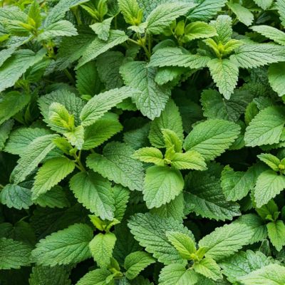National Plant Network 2.5 in. Spearmint Mint, 3-Pack