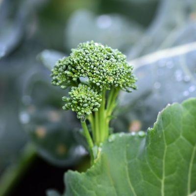 National Plant Network 2.5 in. Broccoli Royal Tenderette, 3-Pack