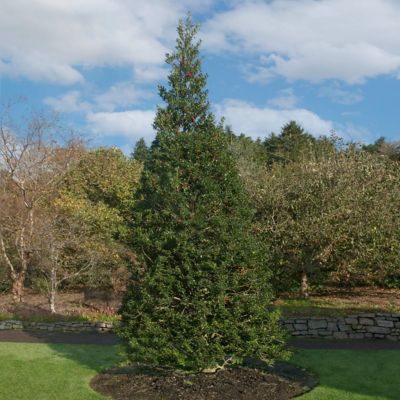 Image showing  1 gal. Holly Pyramidalis