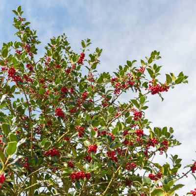 Image showing  1 gal. Holly Pyramidalis