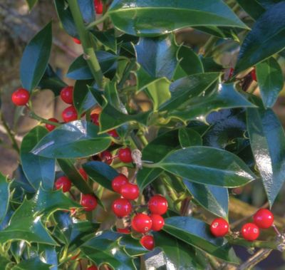 Image showing  1 gal. Holly Pyramidalis