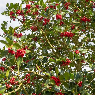 Image showing  1 gal. Holly Pyramidalis