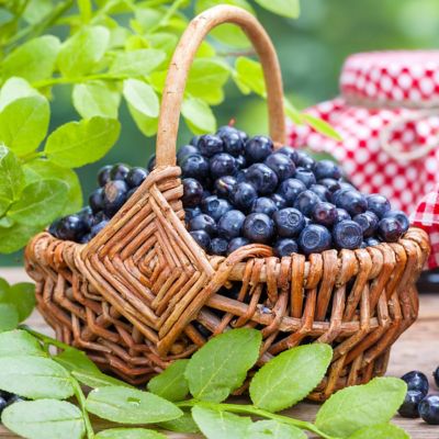 Image showing  1 gal. Potted Blueberry Elliott Bush