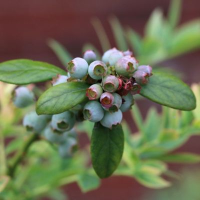 Image showing 5 th National Plant Network 1 gal. Potted Blueberry Elliott Bush