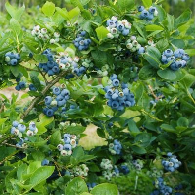 Image showing 6 th National Plant Network 1 gal. Potted Blueberry Elliott Bush