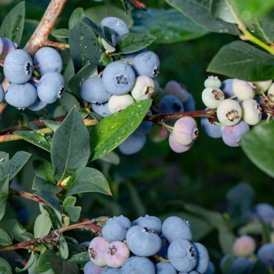 Image showing 7 th National Plant Network 1 gal. Potted Blueberry Elliott Bush