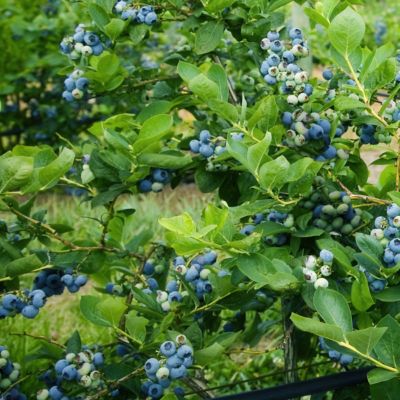 Image showing 8 th National Plant Network 1 gal. Potted Blueberry Elliott Bush