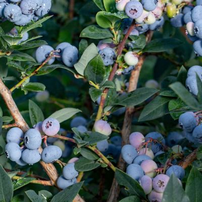 Image showing 9 th National Plant Network 1 gal. Potted Blueberry Elliott Bush