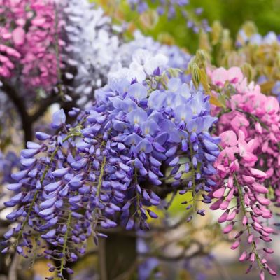 Image showing  1 gal. Tri-Color Wisteria